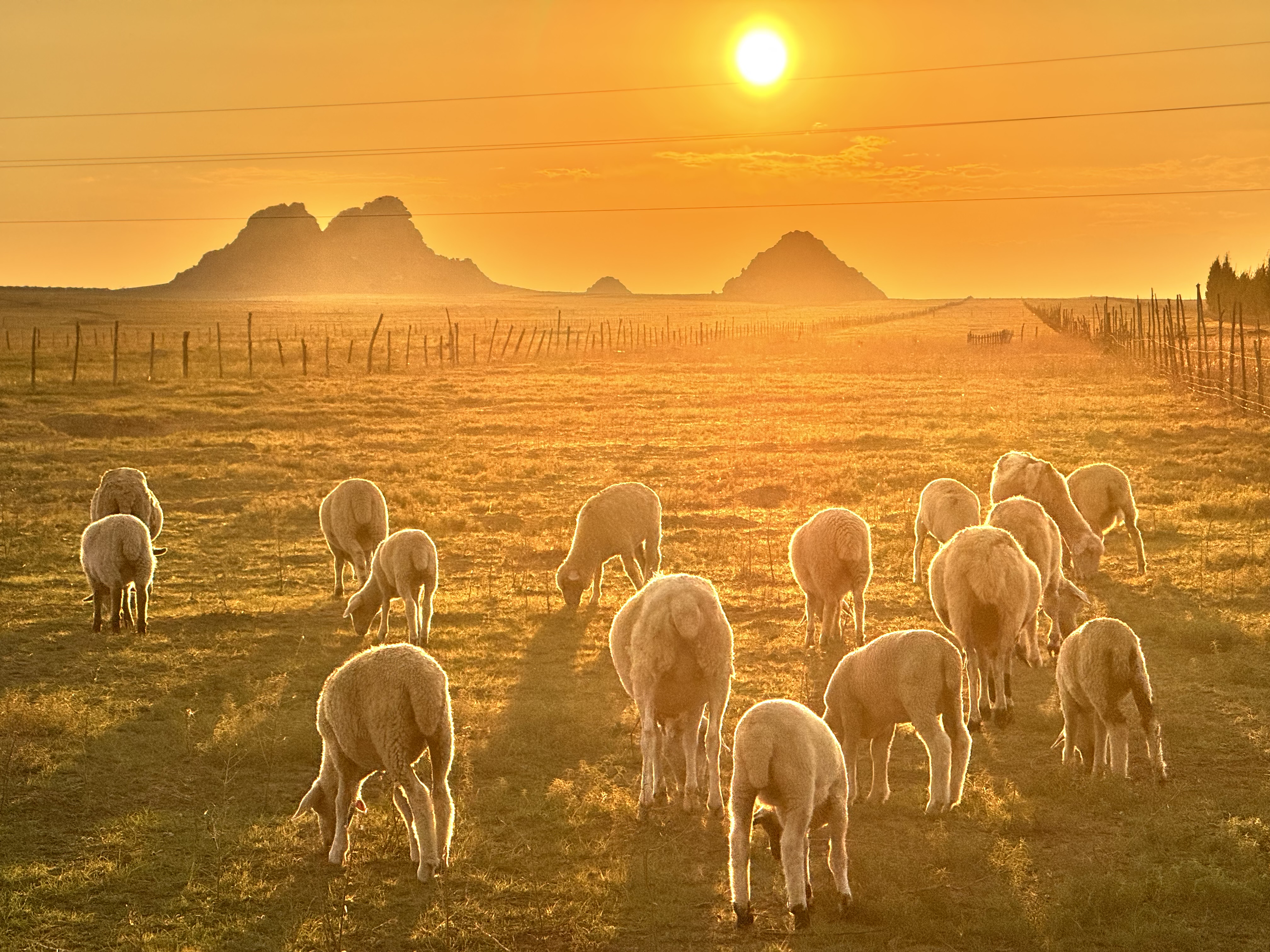 Sheep grazing at sunset in Bairin Right Banner