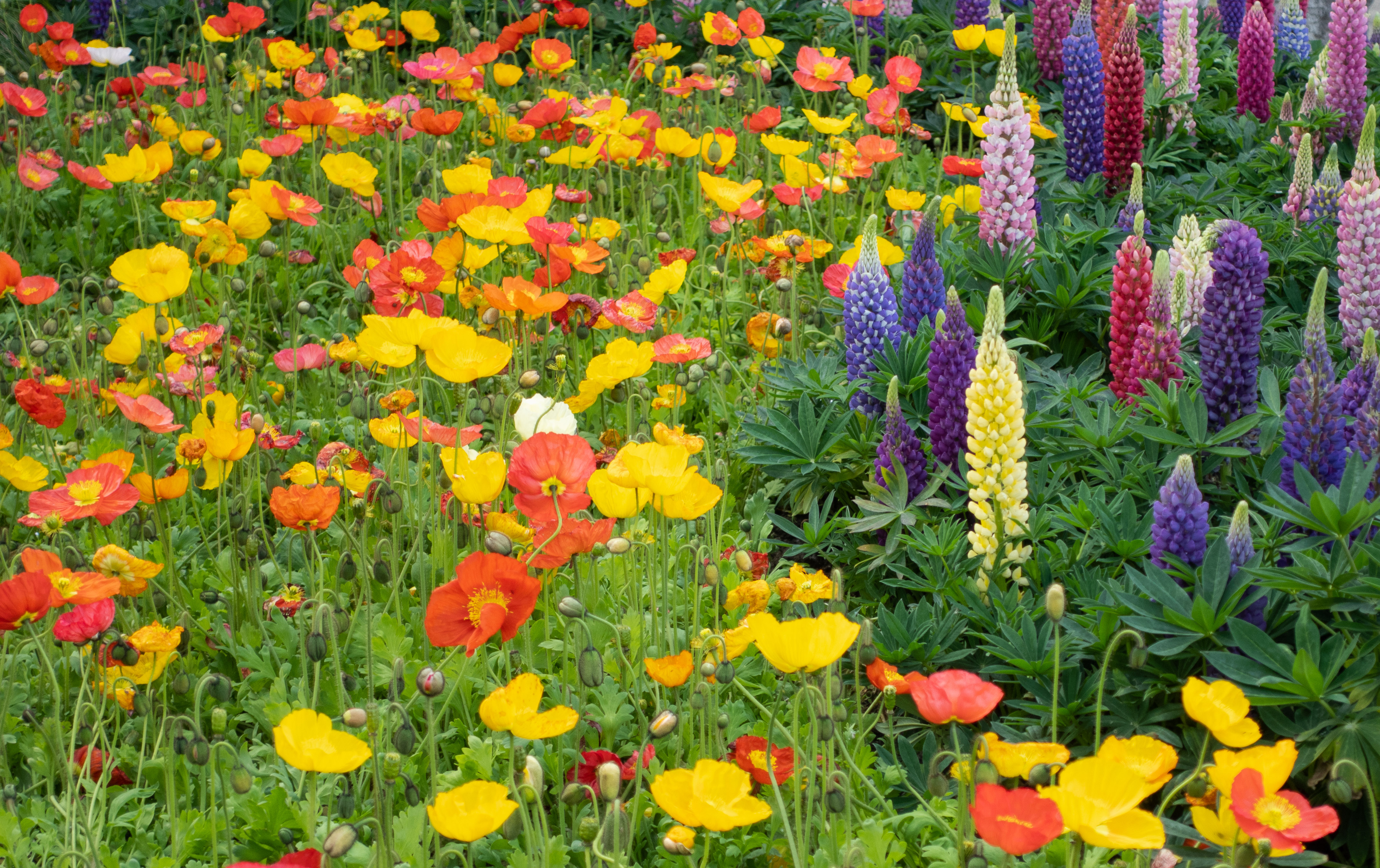 the Flowers I photographed in Yangzhou